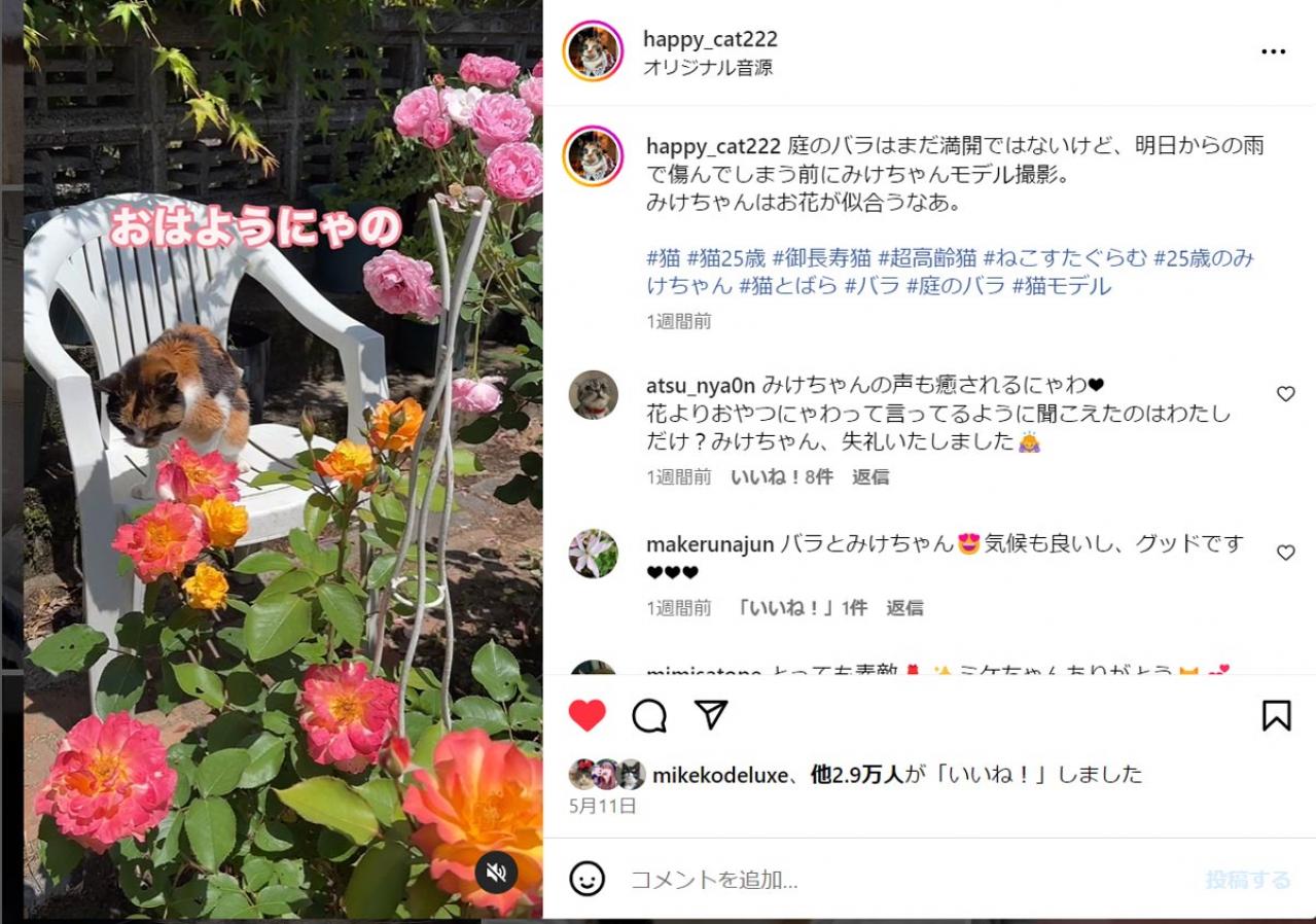 【25歳・奇跡の長寿猫】が波乱万丈の人生を変えてくれた。その物語とは？（画像4）