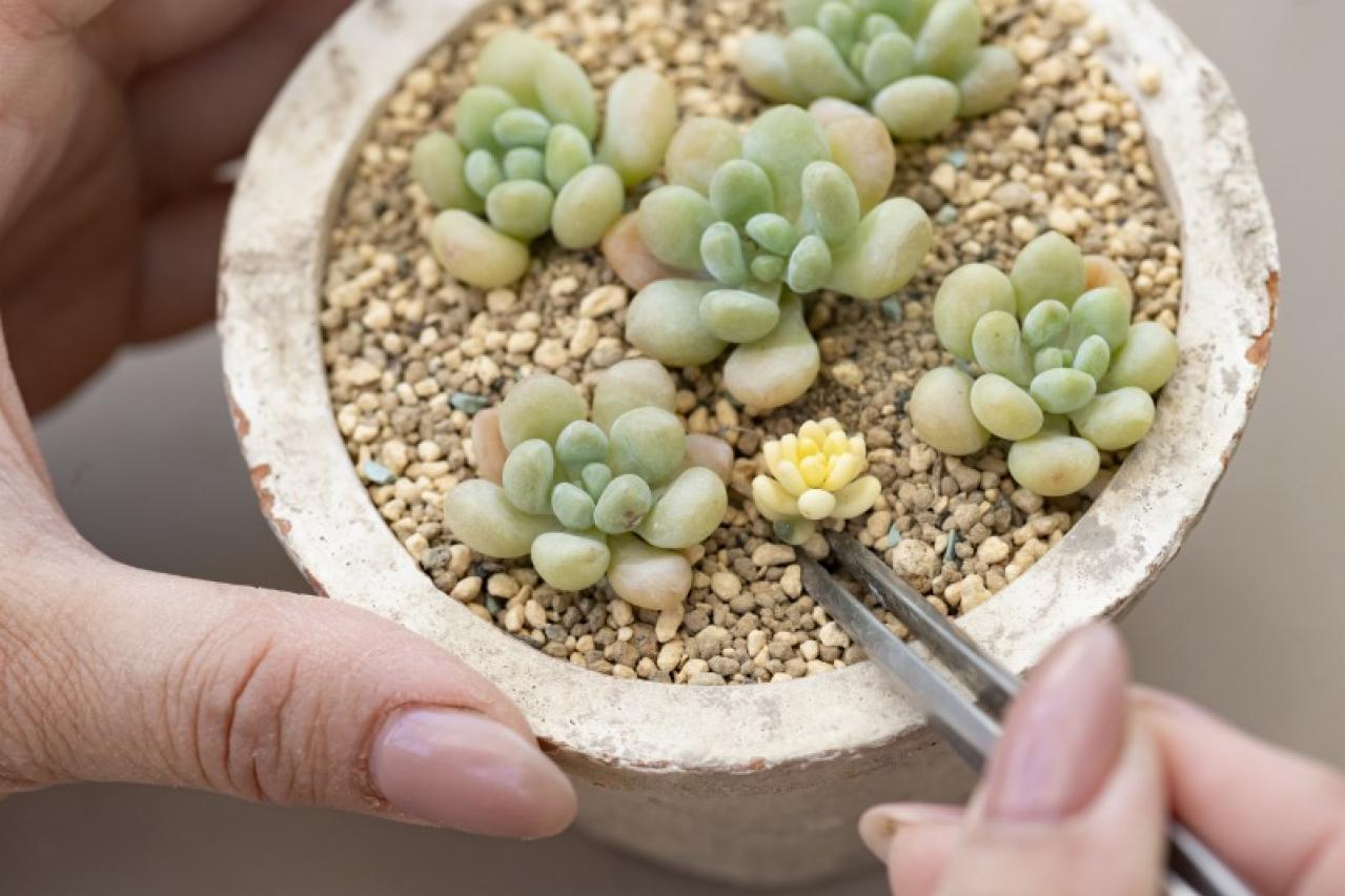 「おしゃれな色合いにキュンです」花に見立てた多肉植物の寄せ植えを作ってみよう（画像11）