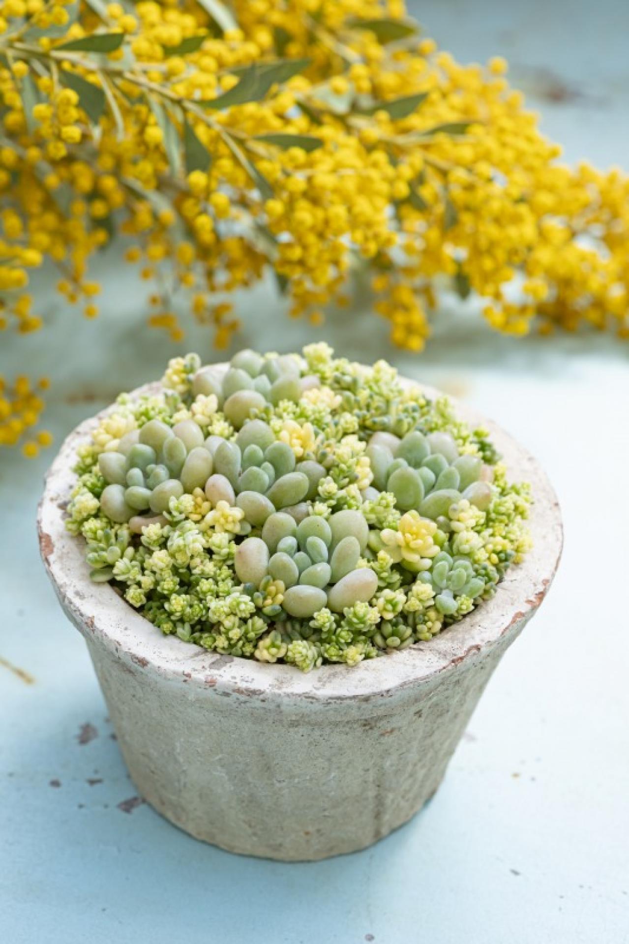 おしゃれな色合いにキュンです」花に見立てた多肉植物の寄せ植えを作ってみよう | ゆうゆうtime