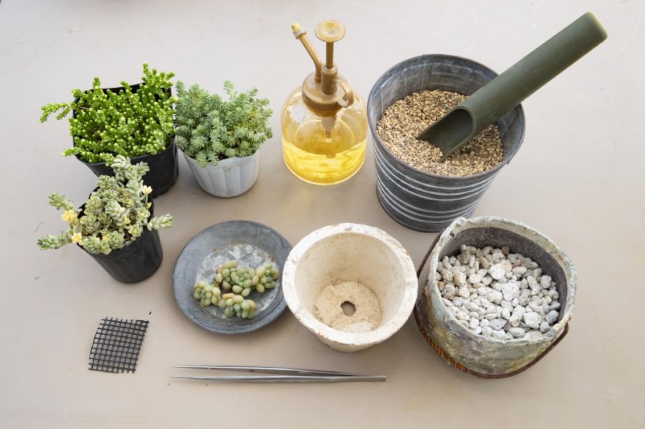 「おしゃれな色合いにキュンです」花に見立てた多肉植物の寄せ植えを作ってみよう（画像5）