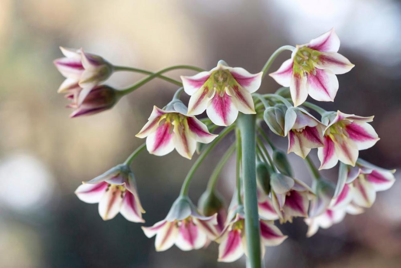 【ガーデニング】キュートでポップ！「アリウム」の仲間たち17選（画像18）