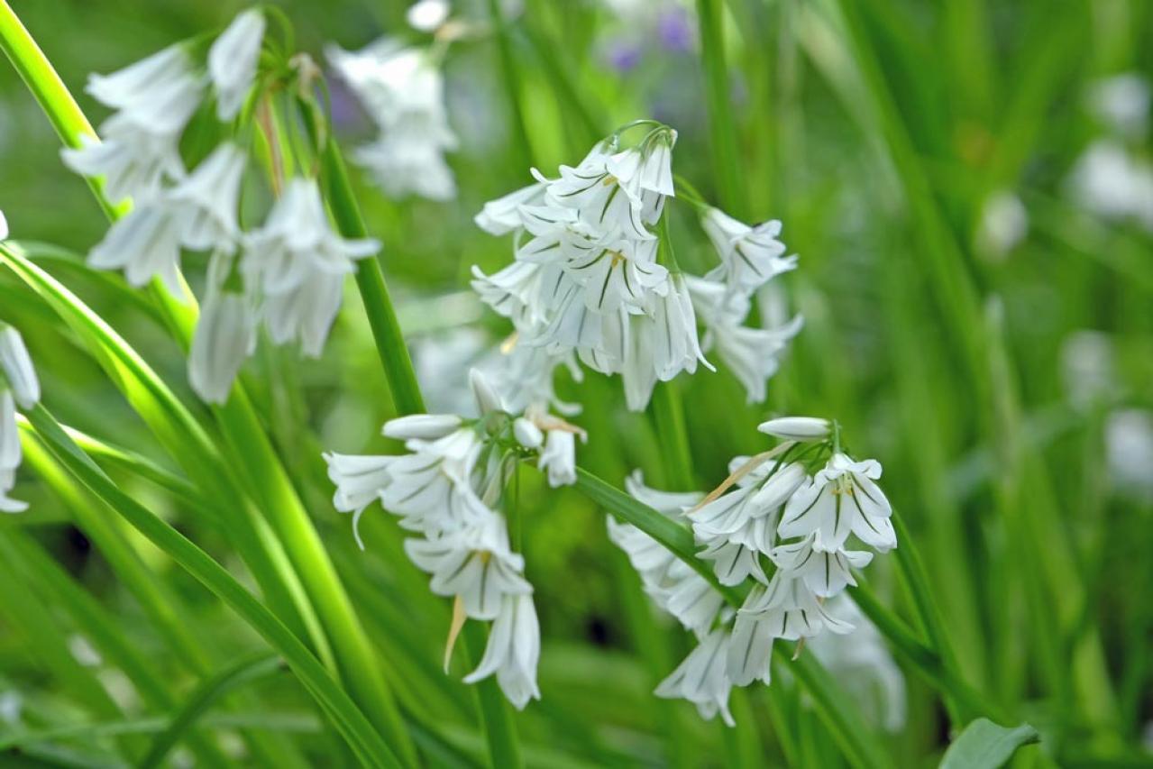 【ガーデニング】キュートでポップ！「アリウム」の仲間たち17選（画像17）