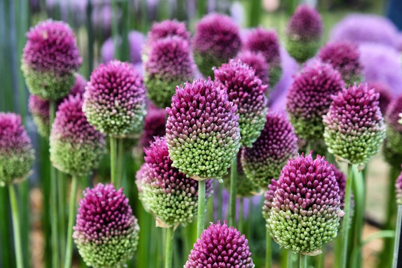 【ガーデニング】キュートでポップ！「アリウム」の仲間たち17選（画像10）