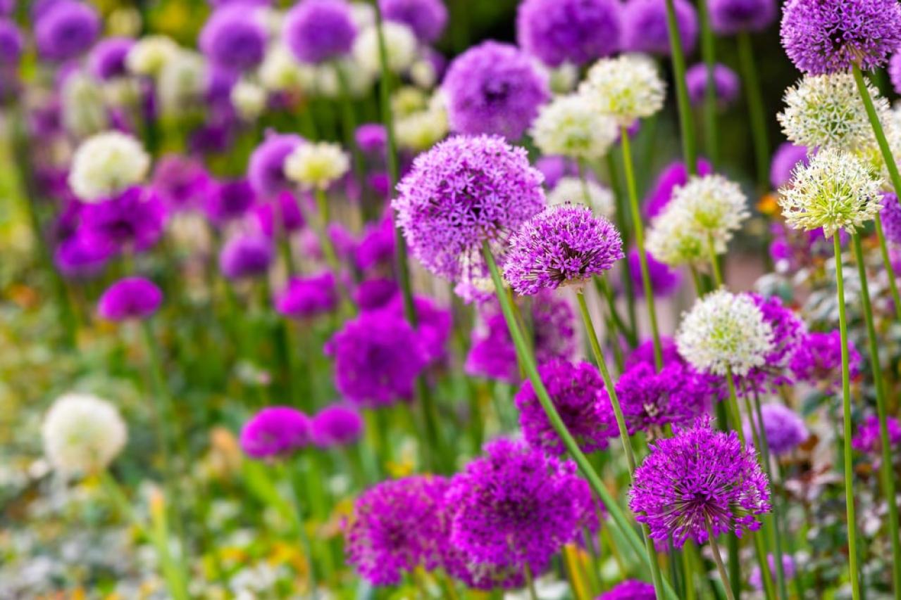 【ガーデニング】キュートでポップ！「アリウム」の仲間たち17選（画像21）