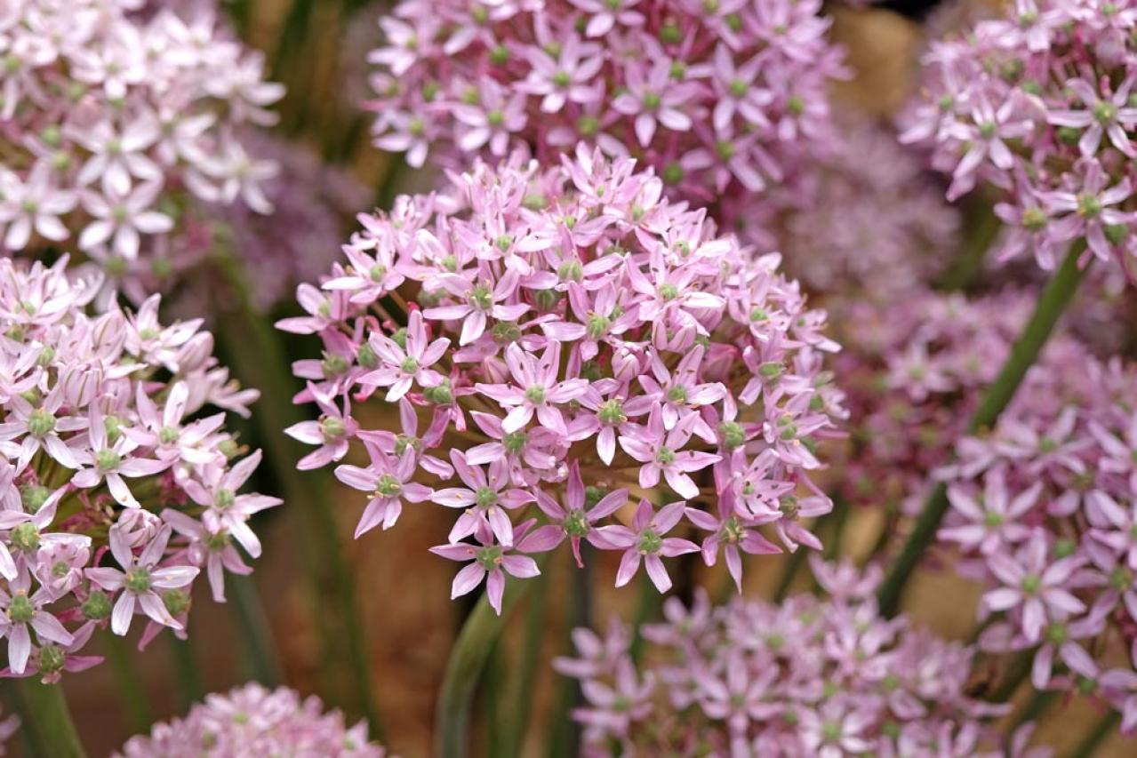 【ガーデニング】キュートでポップ！「アリウム」の仲間たち17選（画像12）