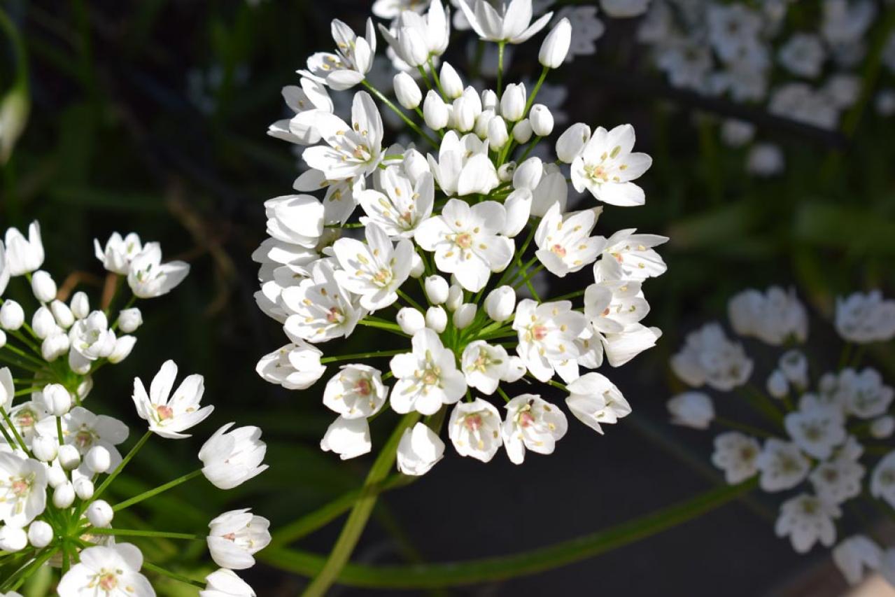 【ガーデニング】キュートでポップ！「アリウム」の仲間たち17選（画像13）