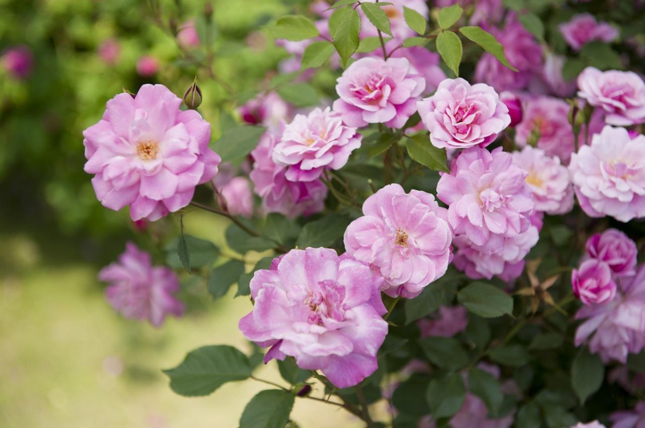 6月1日の花とは？【366日の誕生花と幸せの花言葉】