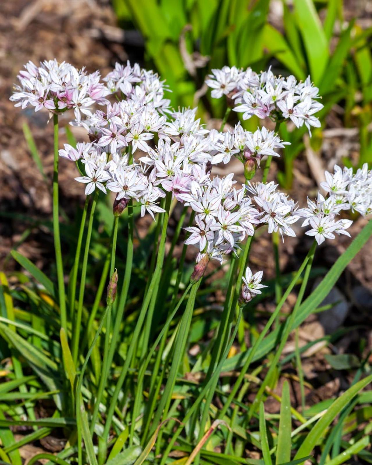 【ガーデニング】キュートでポップ！「アリウム」の仲間たち17選（画像14）