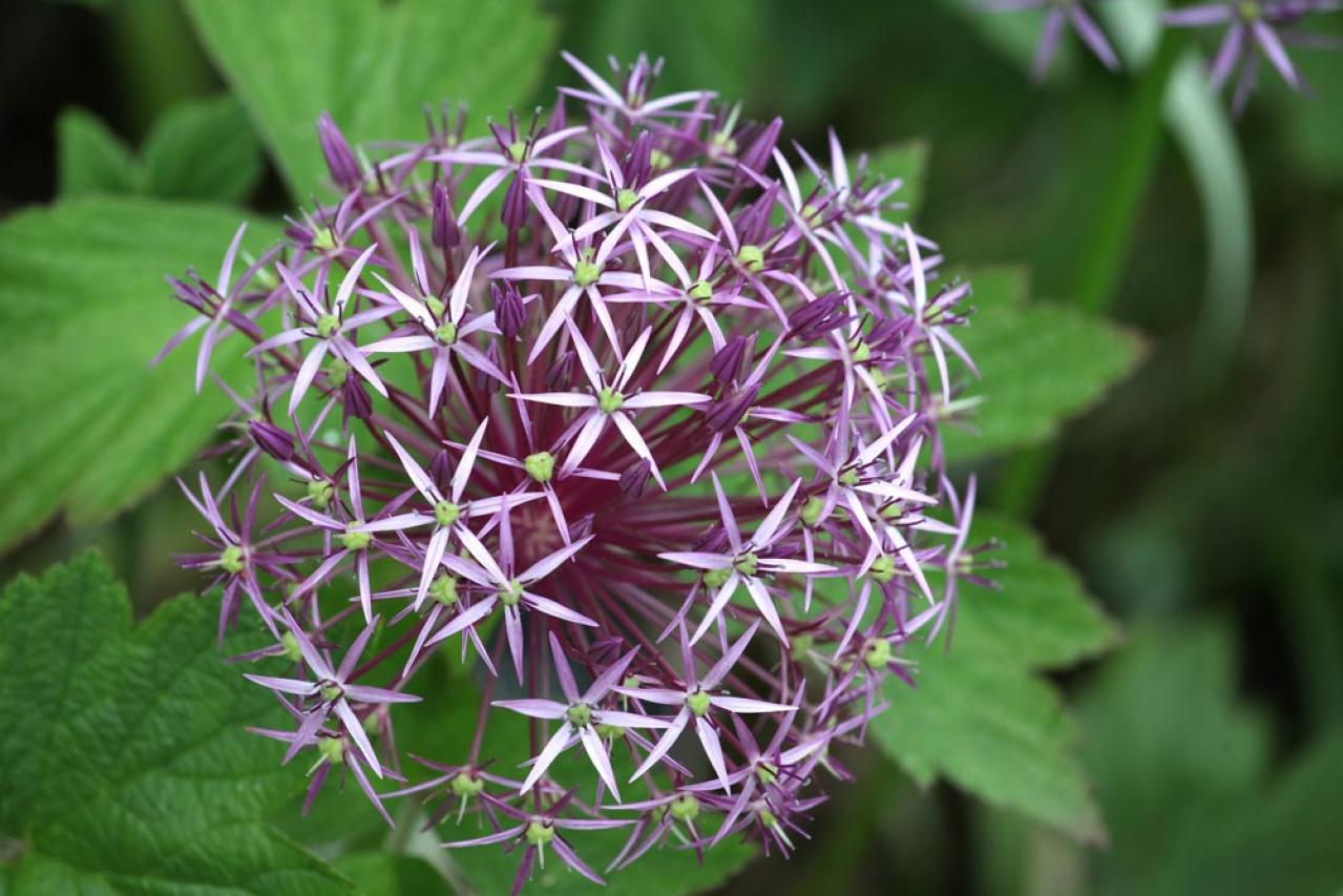 【ガーデニング】キュートでポップ！「アリウム」の仲間たち17選（画像7）