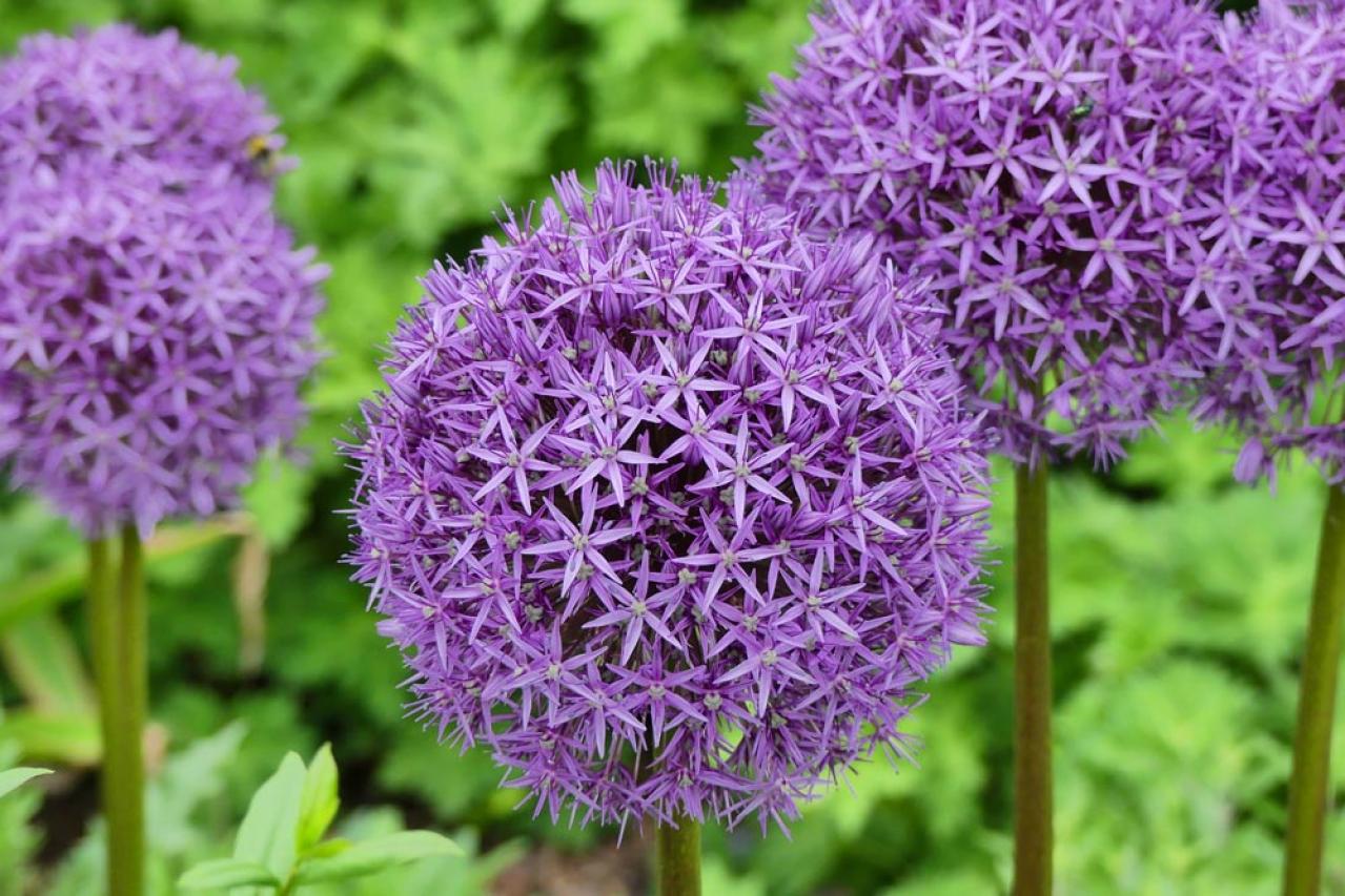 【ガーデニング】キュートでポップ！「アリウム」の仲間たち17選（画像4）