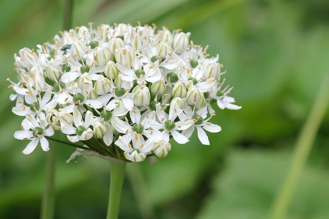 【ガーデニング】キュートでポップ！「アリウム」の仲間たち17選（画像11）