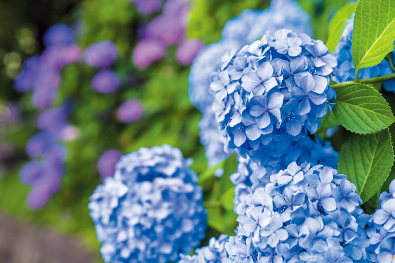 紫陽花