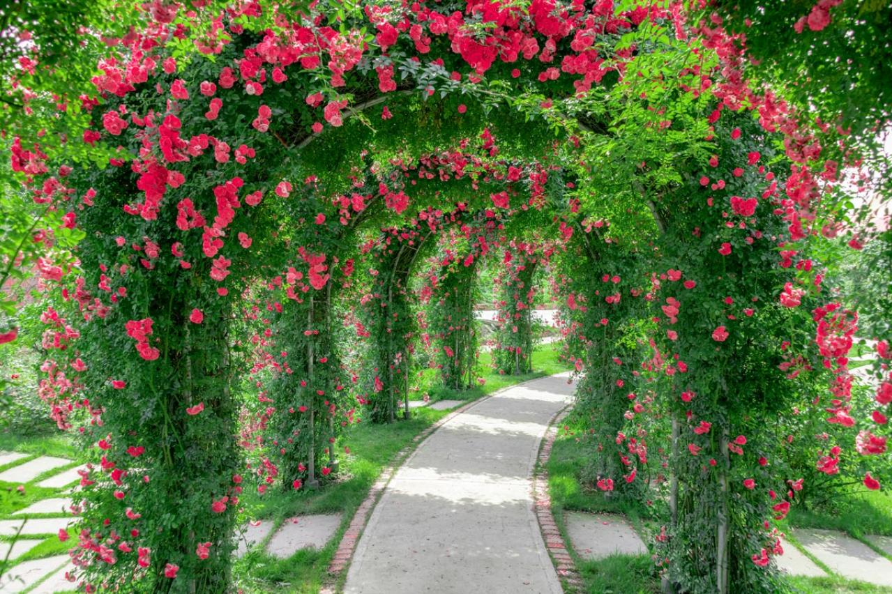 【ガーデニング】遅咲きが魅力のバラ「ランブラーローズ」と、 6月以降もOKのバラ園5選（画像2）