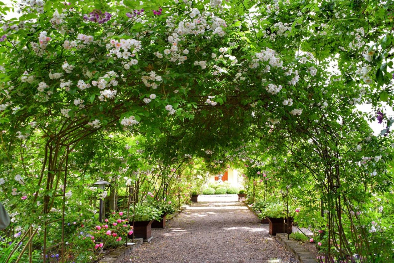 【ガーデニング】遅咲きが魅力のバラ「ランブラーローズ」と、 6月以降もOKのバラ園5選（画像5）