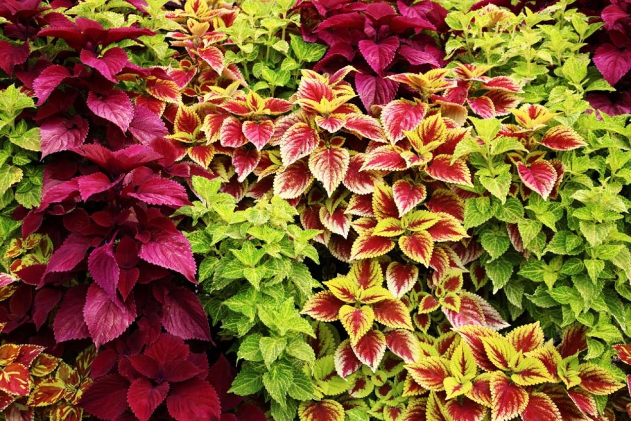 【ガーデニング】梅雨入り前後にやっておきたい庭仕事。猛暑に備えてできること（画像6）