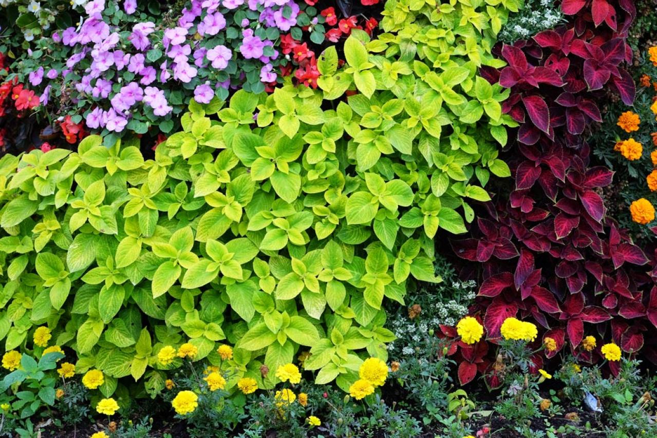 【ガーデニング】梅雨入り前後にやっておきたい庭仕事。猛暑に備えてできること（画像7）