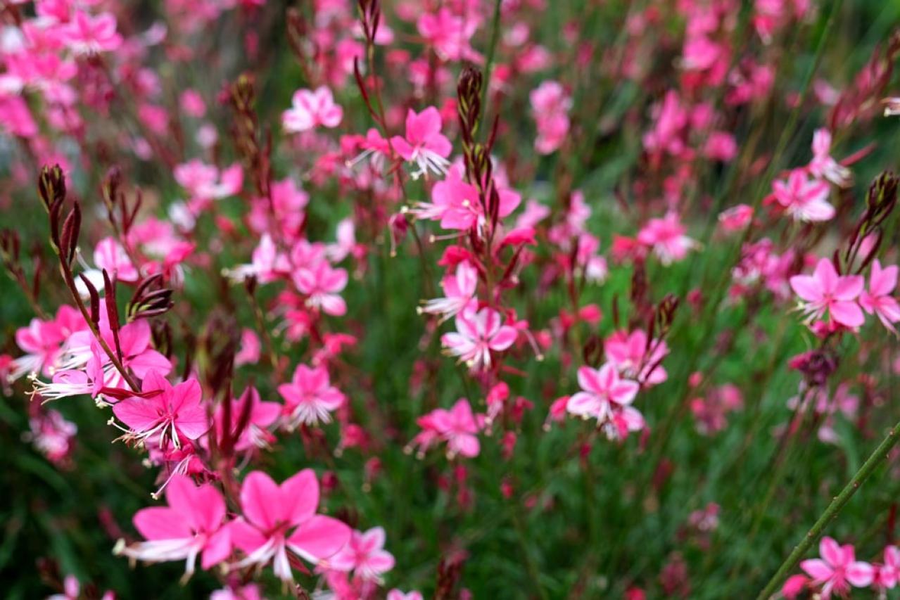 【ガーデニング】梅雨入り前後にやっておきたい庭仕事。猛暑に備えてできること（画像4）