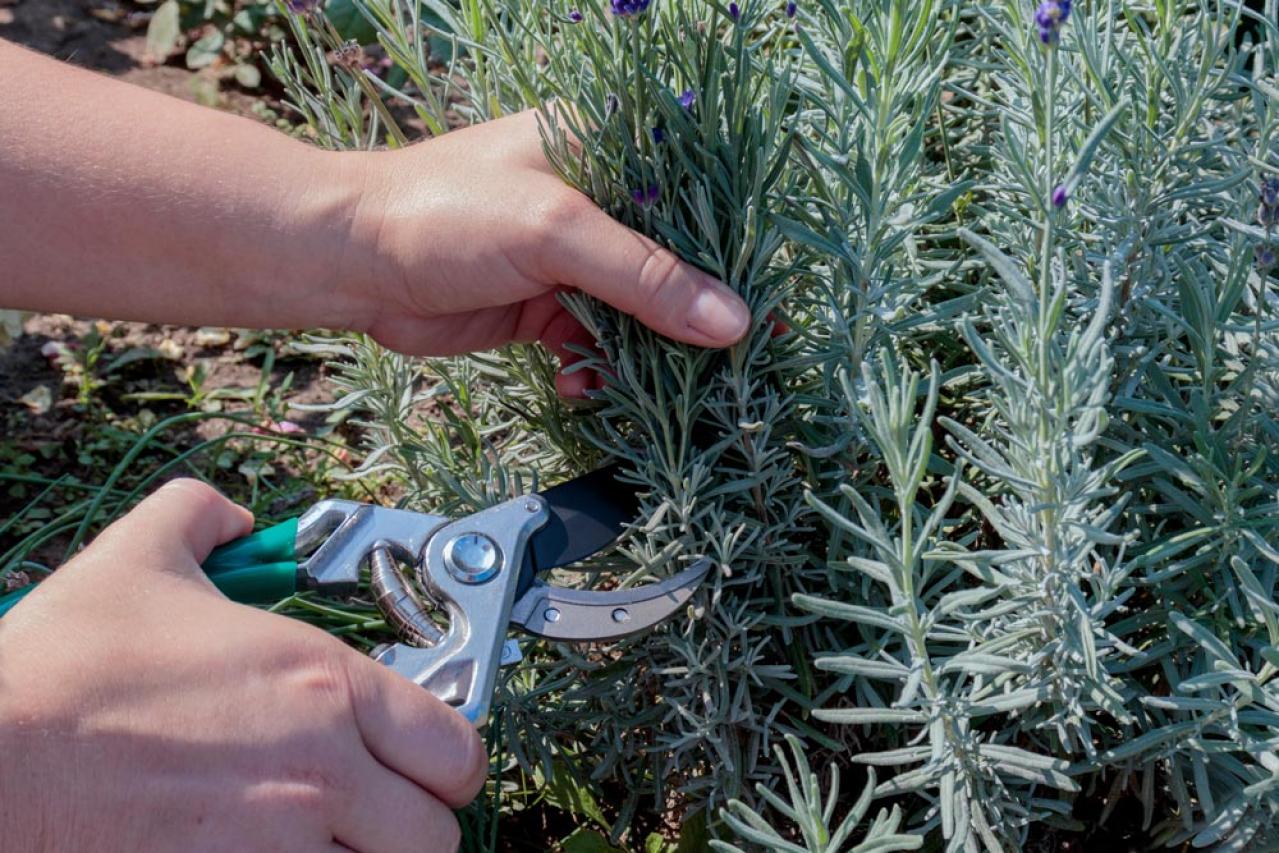 【ガーデニング】梅雨入り前後にやっておきたい庭仕事。猛暑に備えてできること（画像10）
