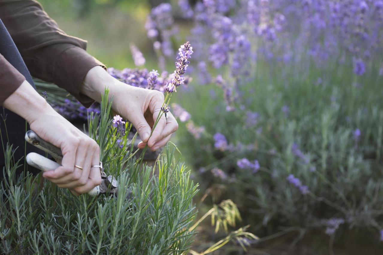 【ガーデニング】梅雨入り前後にやっておきたい庭仕事。猛暑に備えてできること