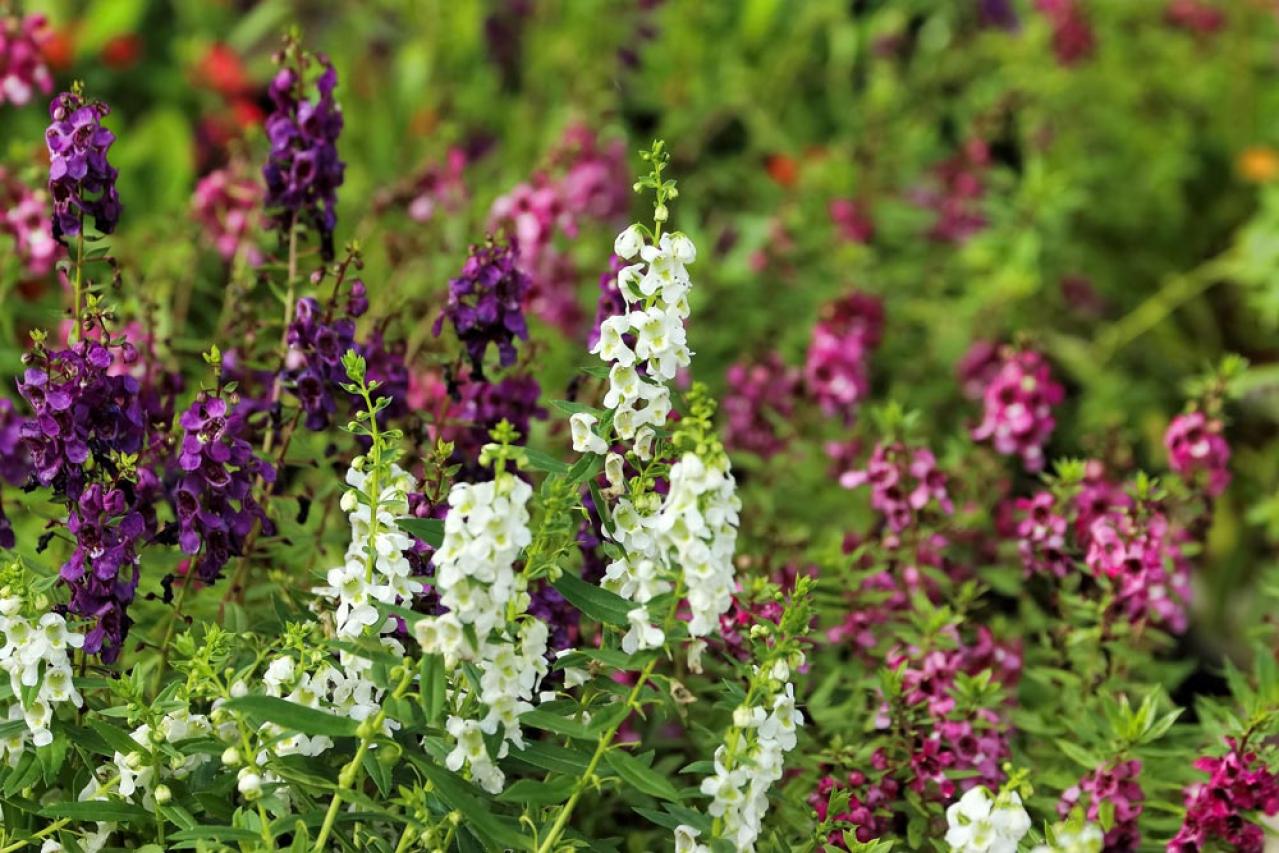 【ガーデニング】梅雨入り前後にやっておきたい庭仕事。猛暑に備えてできること（画像2）