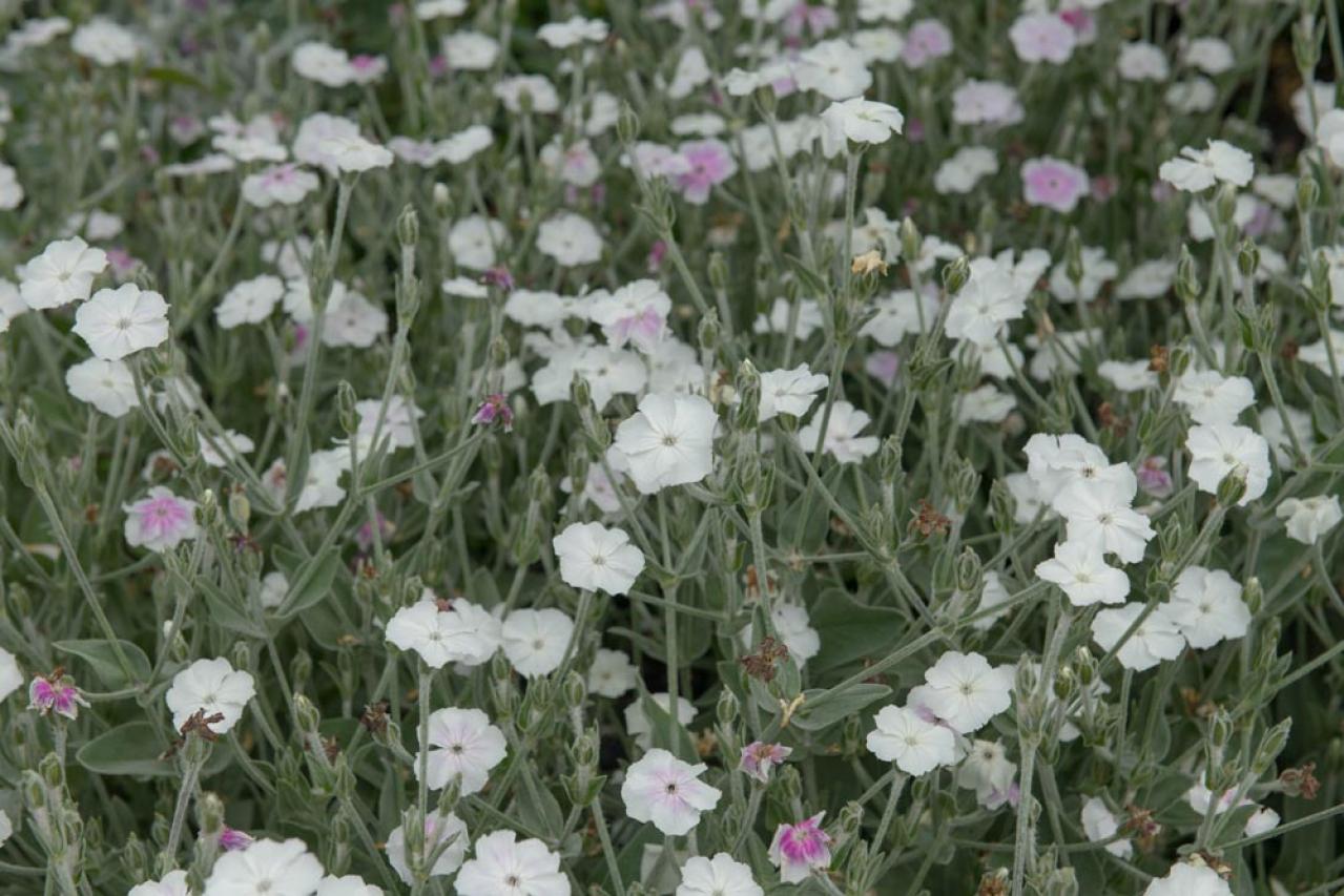 【初夏のガーデニング】憧れのホワイトガーデン。白い花10選で梅雨時期をさわやかに過ごす（画像9）