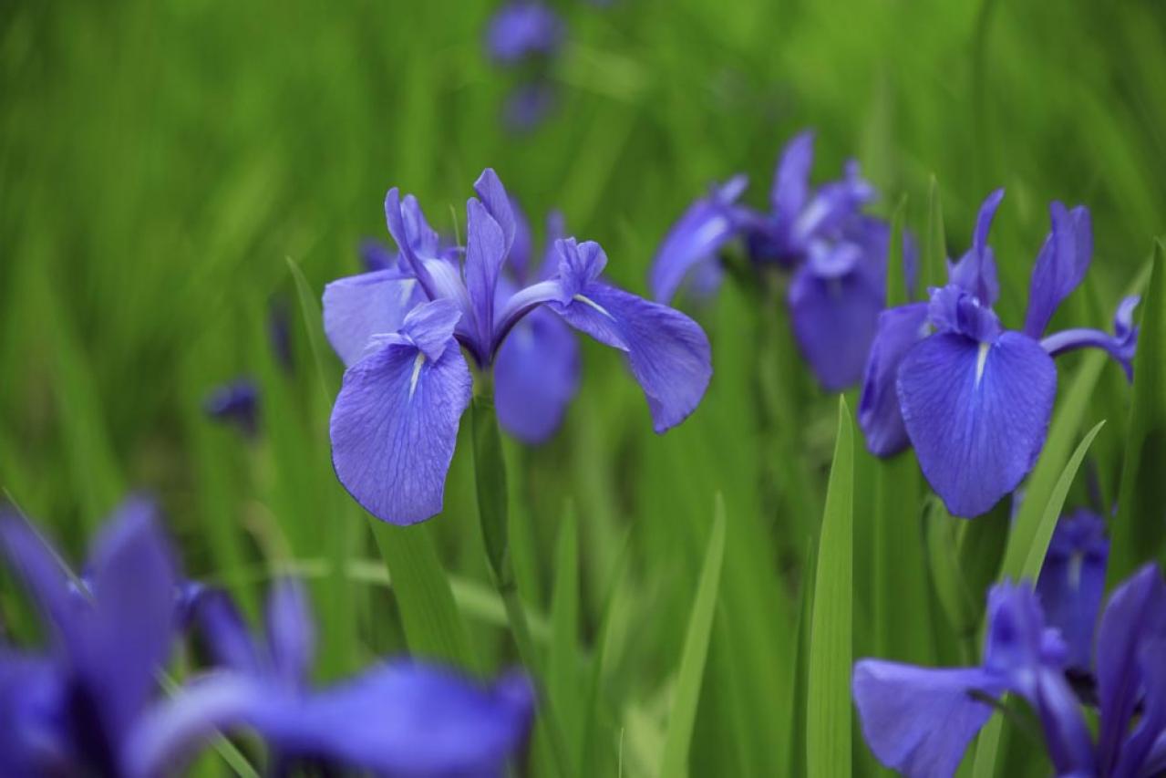 【ガーデニング】梅雨時を彩るアイリスの仲間たち［8選］雨に似合う多年草も（画像4）