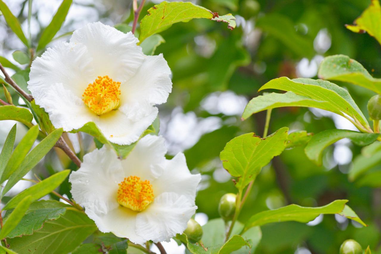 6月16日の花とは？【366日の誕生花と幸せの花言葉】