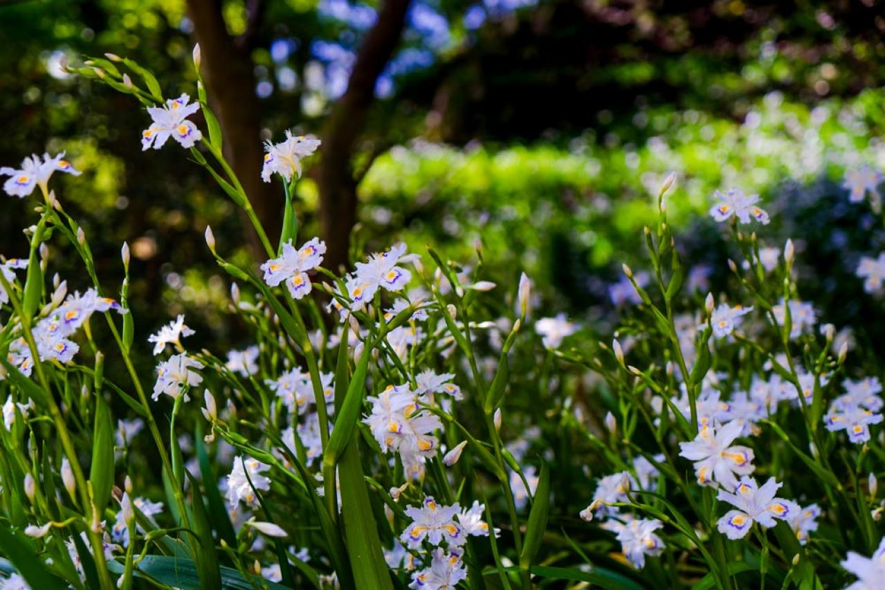 【ガーデニング】梅雨時を彩るアイリスの仲間たち［8選］雨に似合う多年草も（画像8）
