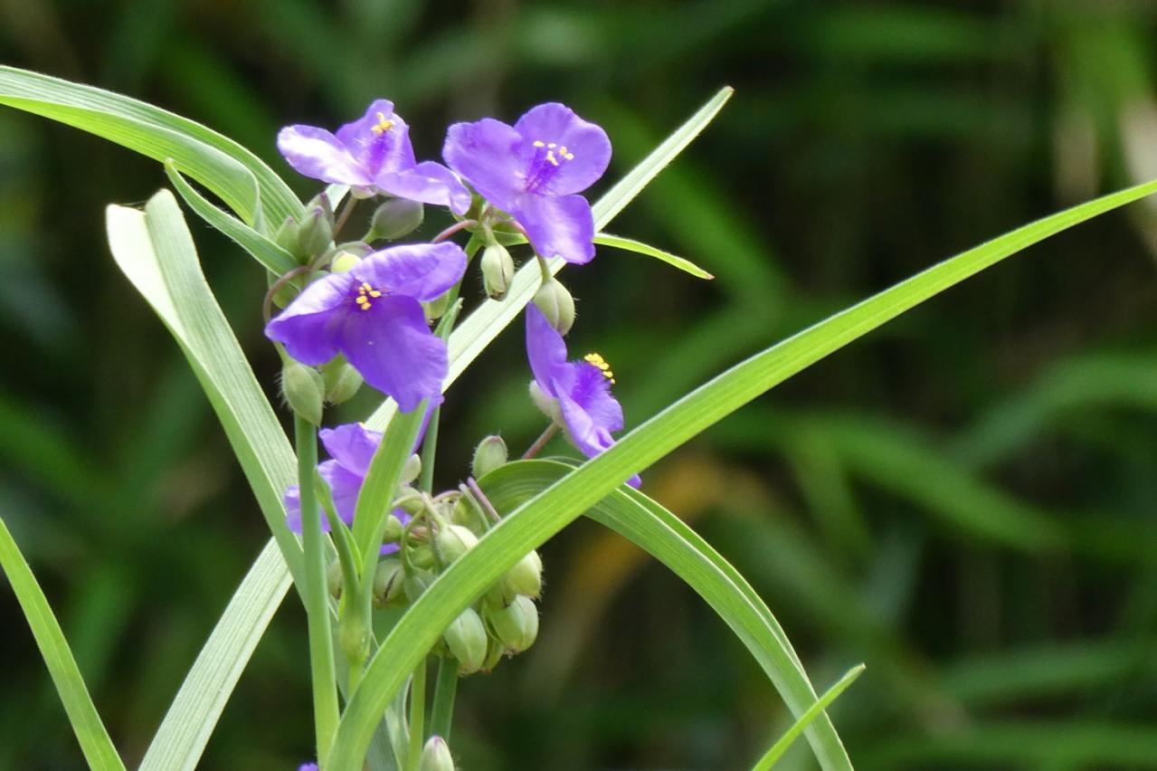 6月15日の花とは？【366日の誕生花と幸せの花言葉】