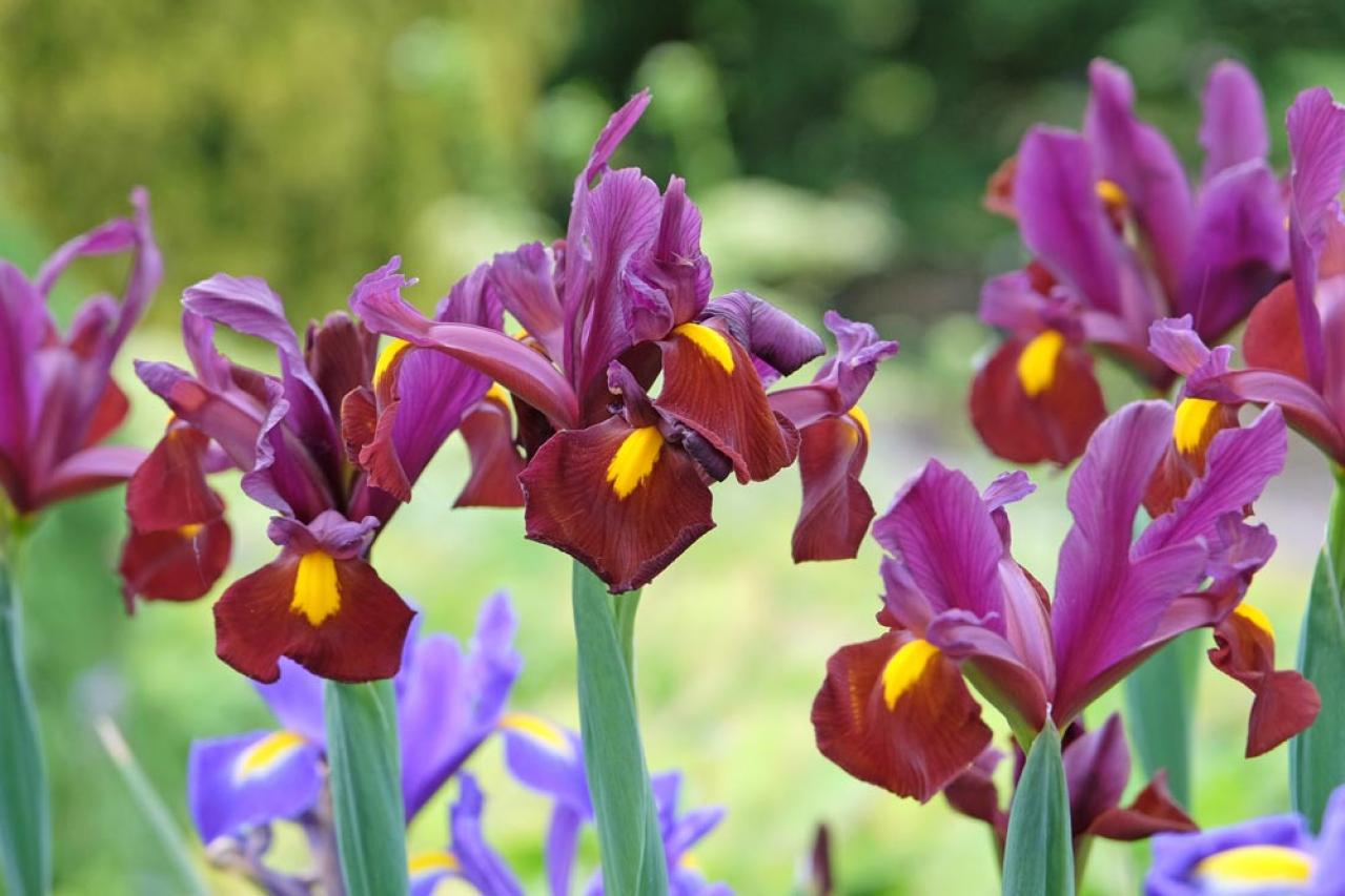 【ガーデニング】梅雨時を彩るアイリスの仲間たち［8選］雨に似合う多年草も（画像11）