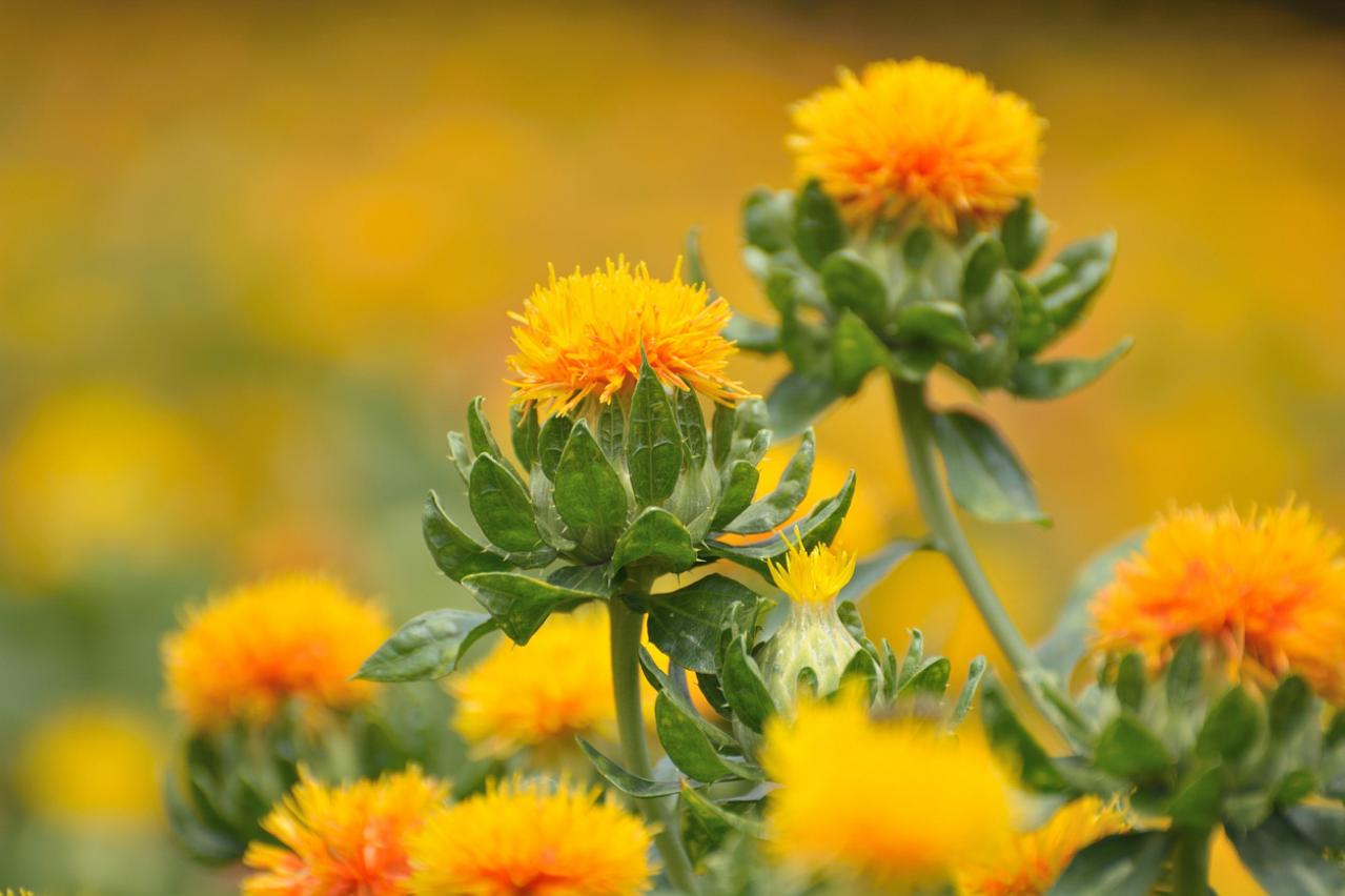 6月13日の花とは？【366日の誕生花と幸せの花言葉】