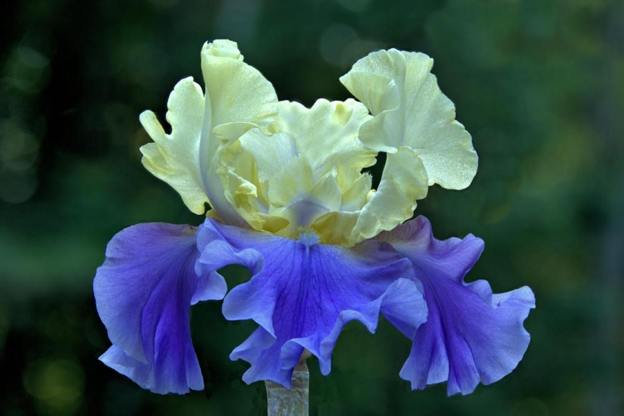 【ガーデニング】梅雨時を彩るアイリスの仲間たち［8選］雨に似合う多年草も（画像13）