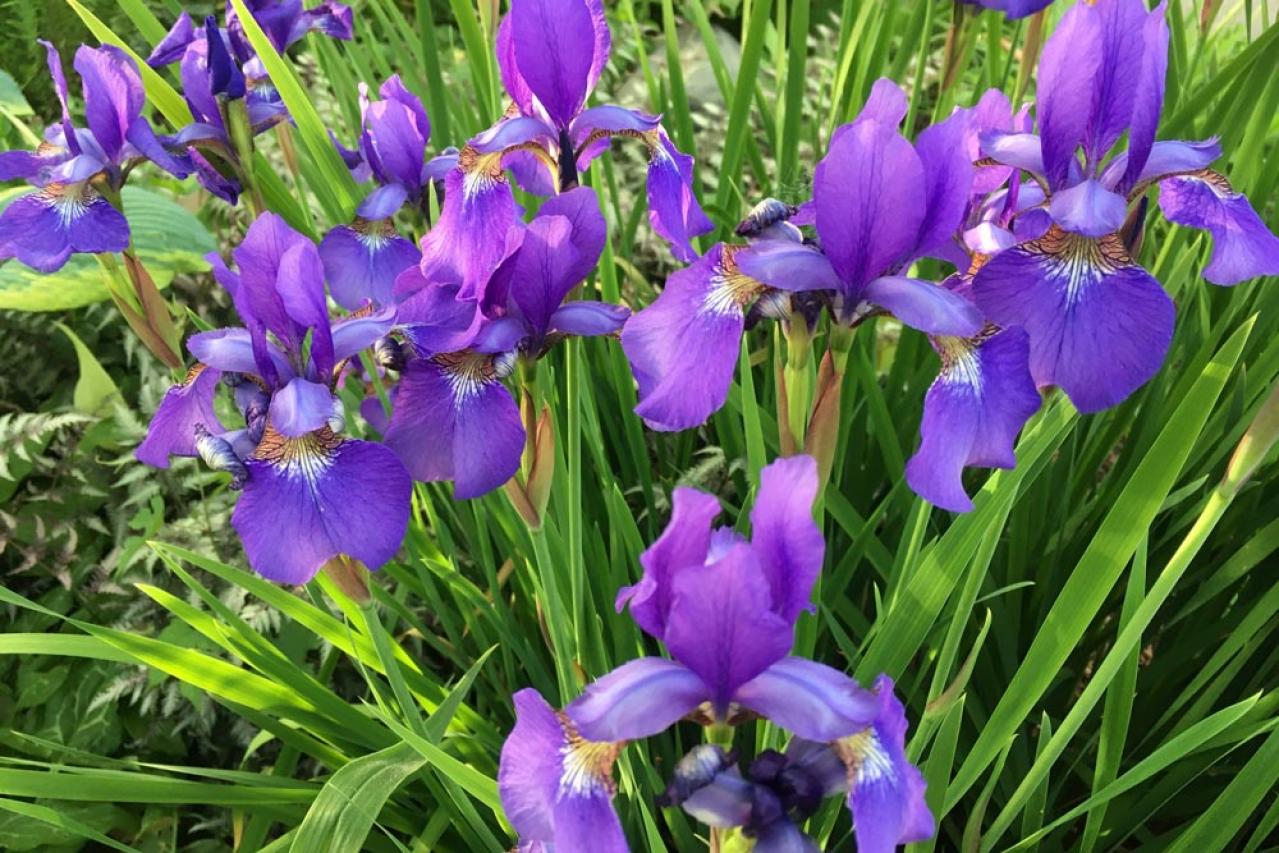 【ガーデニング】梅雨時を彩るアイリスの仲間たち［8選］雨に似合う多年草も（画像3）