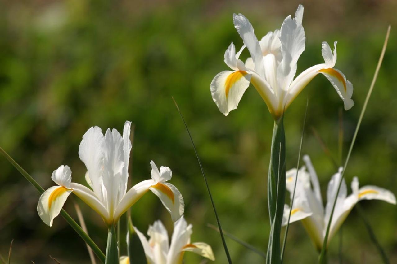 【ガーデニング】梅雨時を彩るアイリスの仲間たち［8選］雨に似合う多年草も（画像12）