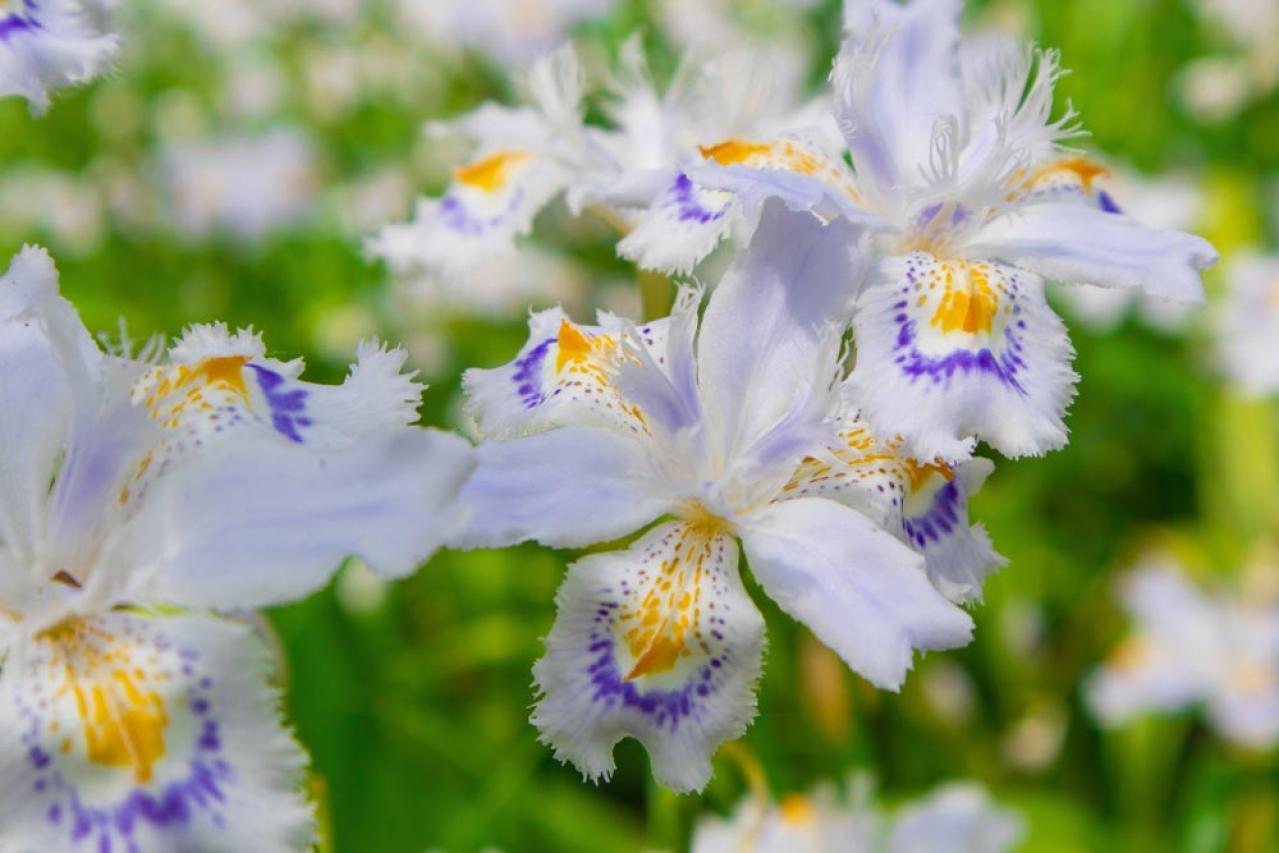 【ガーデニング】梅雨時を彩るアイリスの仲間たち［8選］雨に似合う多年草も（画像7）