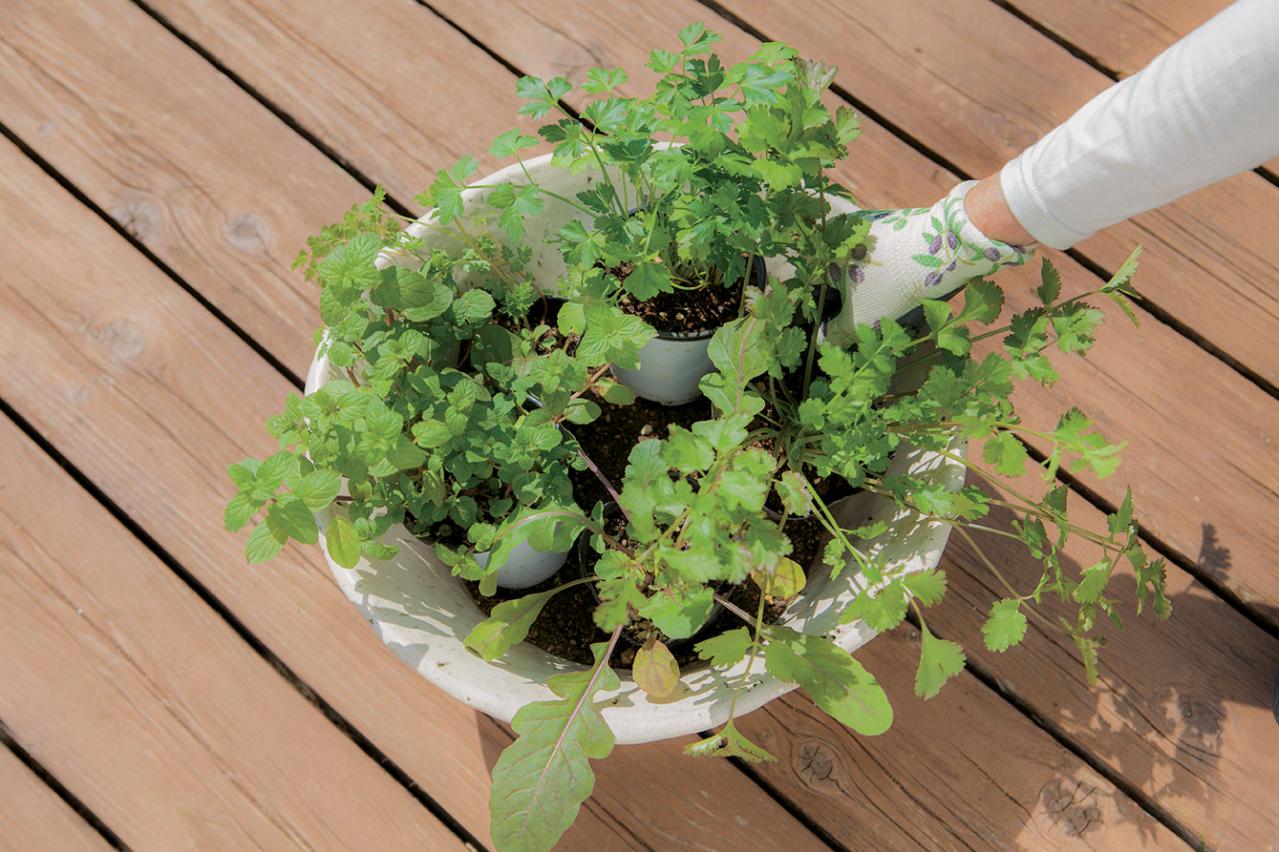 【寄せ植えガーデニング】育てやすく、初心者でもOK！ サラダ用ハーブのコンテナ（画像12）