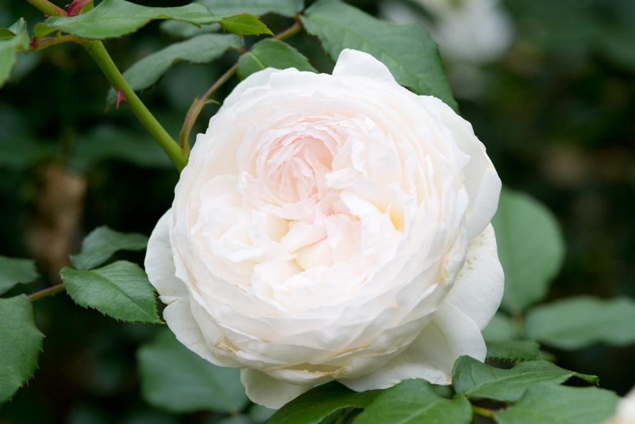 【ガーデニング】 ローメンテナンスで楽しむバラ5選。時代は無農薬!?（画像6）