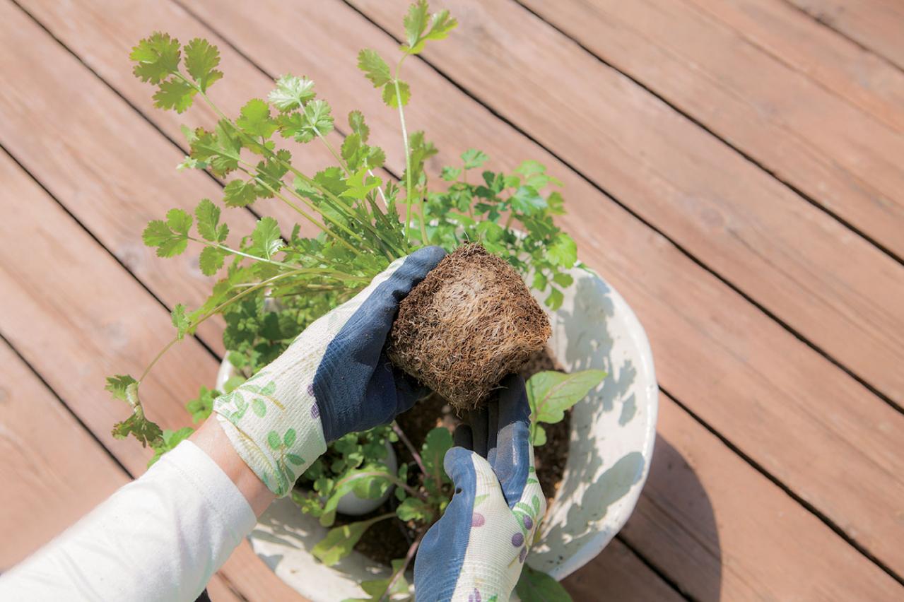 【寄せ植えガーデニング】育てやすく、初心者でもOK！ サラダ用ハーブのコンテナ（画像13）