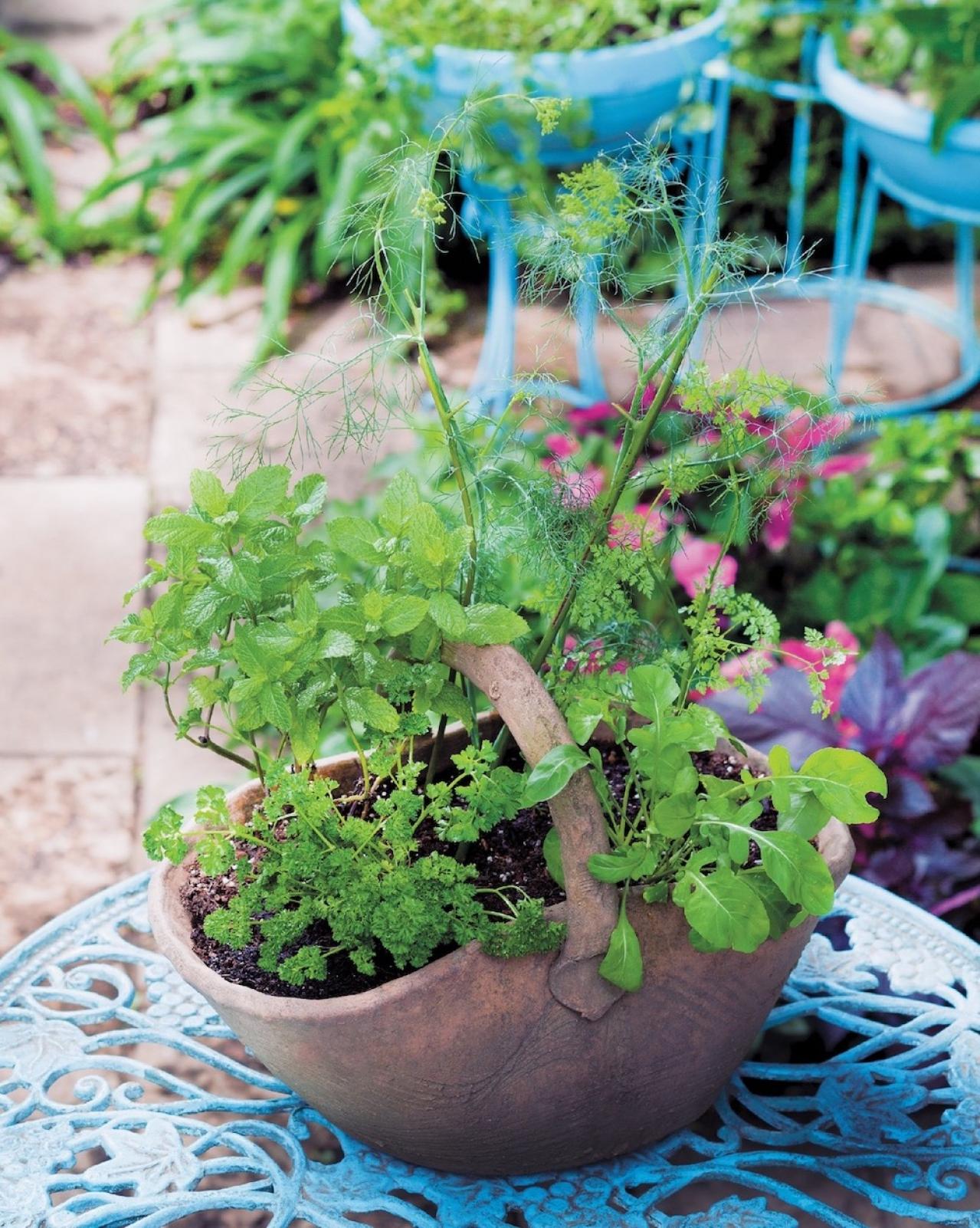 【寄せ植えガーデニング】育てやすく、初心者でもOK！ サラダ用ハーブのコンテナ（画像18）