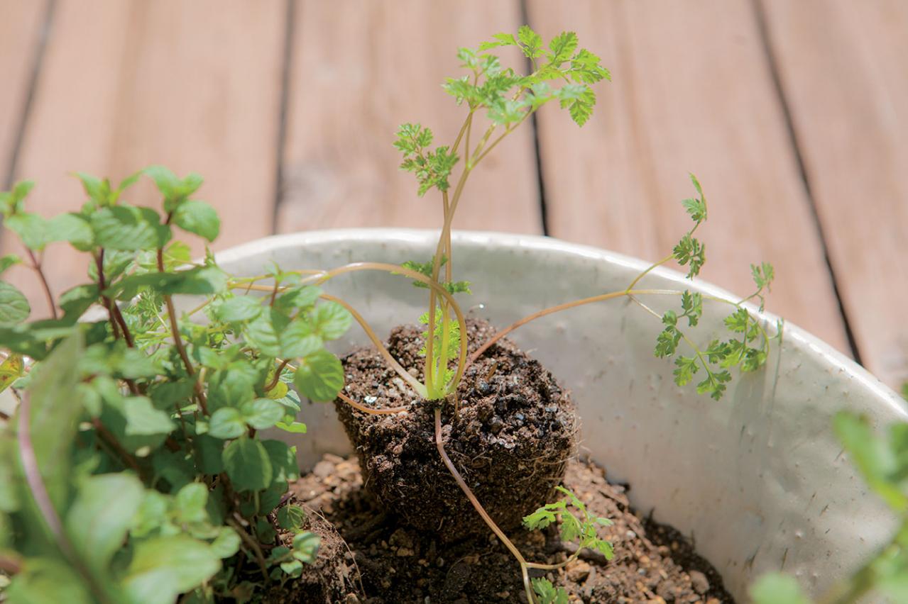 【寄せ植えガーデニング】育てやすく、初心者でもOK！ サラダ用ハーブのコンテナ（画像14）