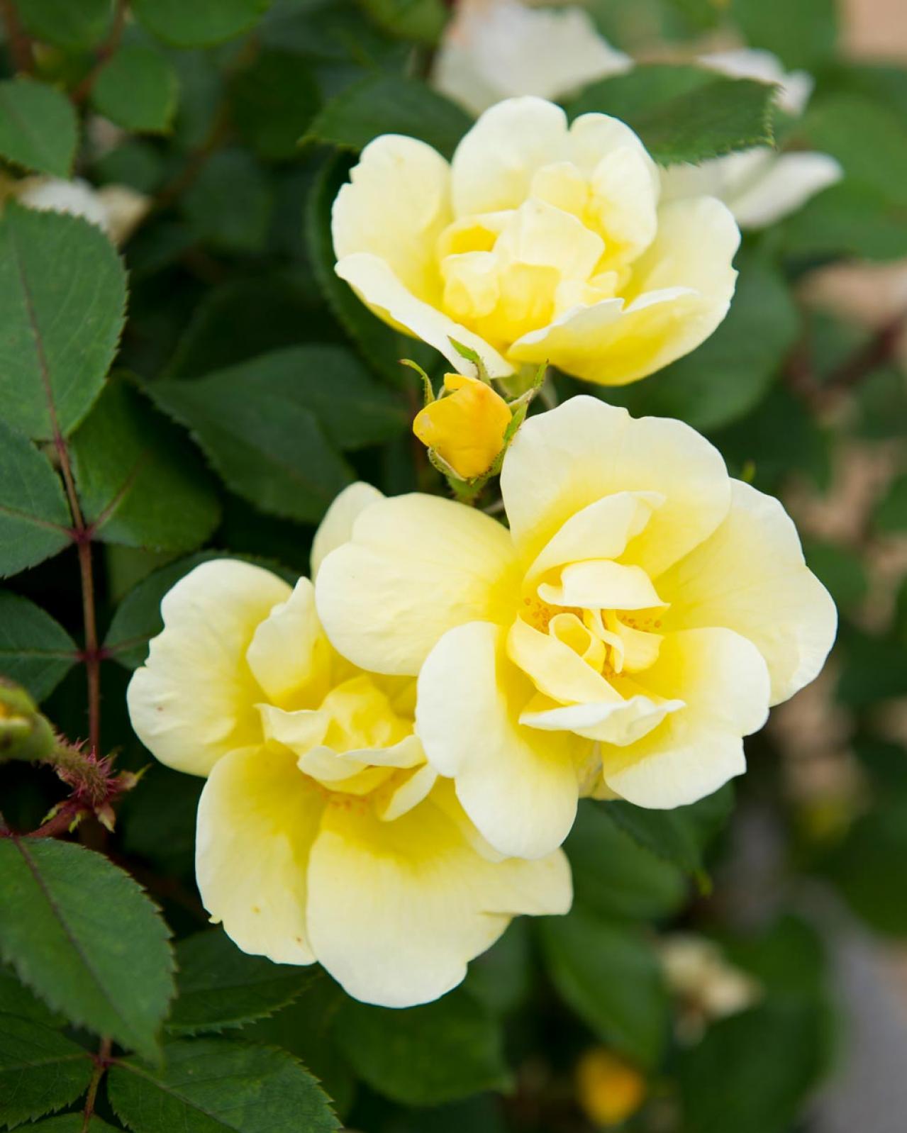 【ガーデニング】 ローメンテナンスで楽しむバラ5選。時代は無農薬!?（画像5）