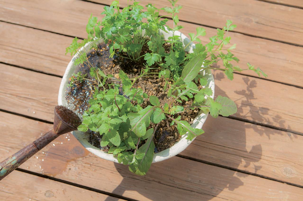 【寄せ植えガーデニング】育てやすく、初心者でもOK！ サラダ用ハーブのコンテナ（画像17）