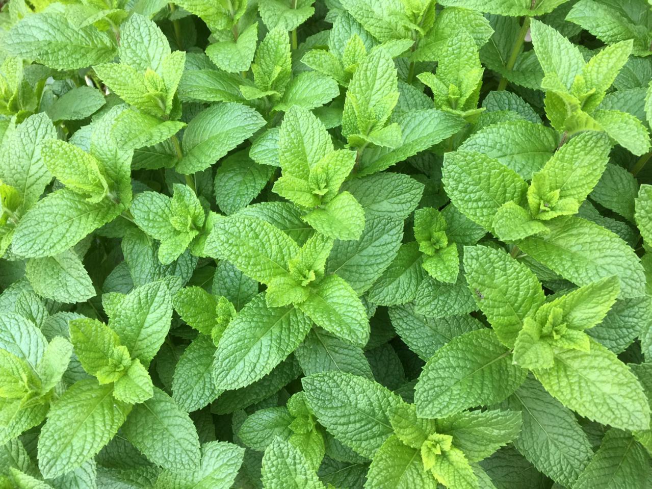 【寄せ植えガーデニング】育てやすく、初心者でもOK！ サラダ用ハーブのコンテナ（画像20）