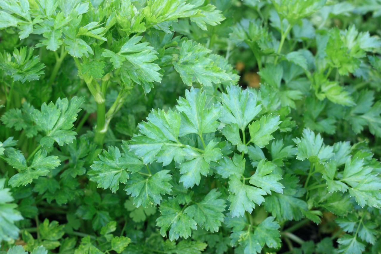 【寄せ植えガーデニング】育てやすく、初心者でもOK！ サラダ用ハーブのコンテナ（画像5）