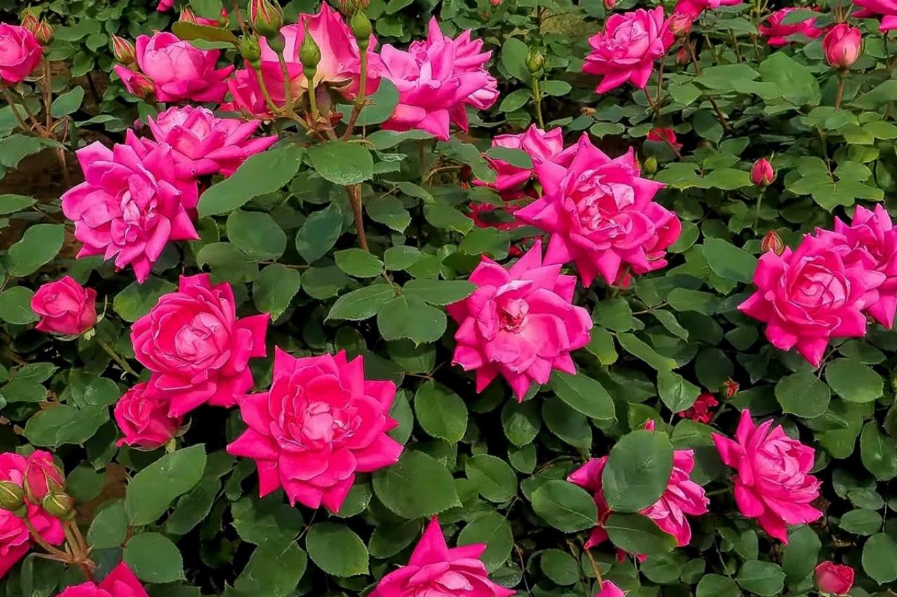 【ガーデニング】 ローメンテナンスで楽しむバラ5選。時代は無農薬!?（画像3）