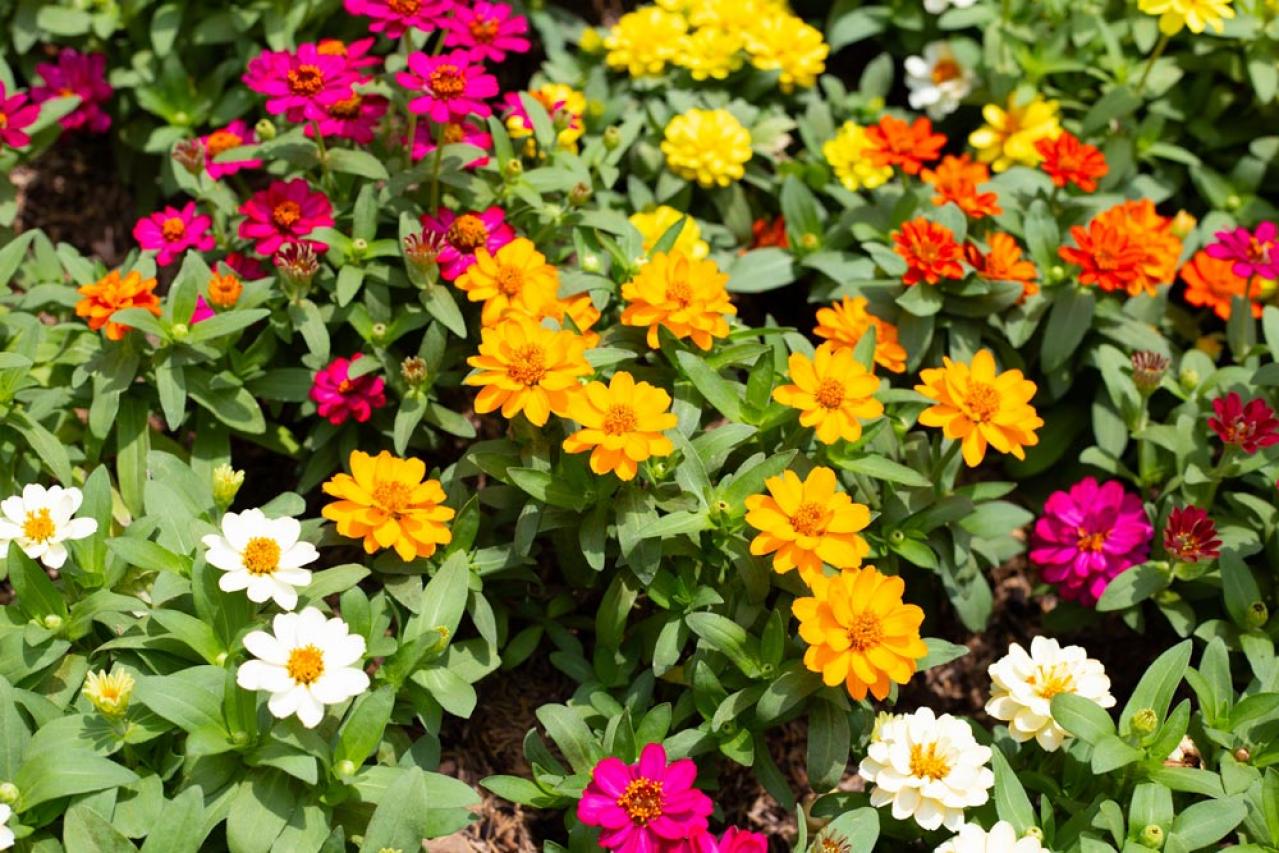 【ガーデニング】初心者でも育てやすい「コンパニオンプランツ」8選　植物の力で病害虫を防ごう！（画像8）