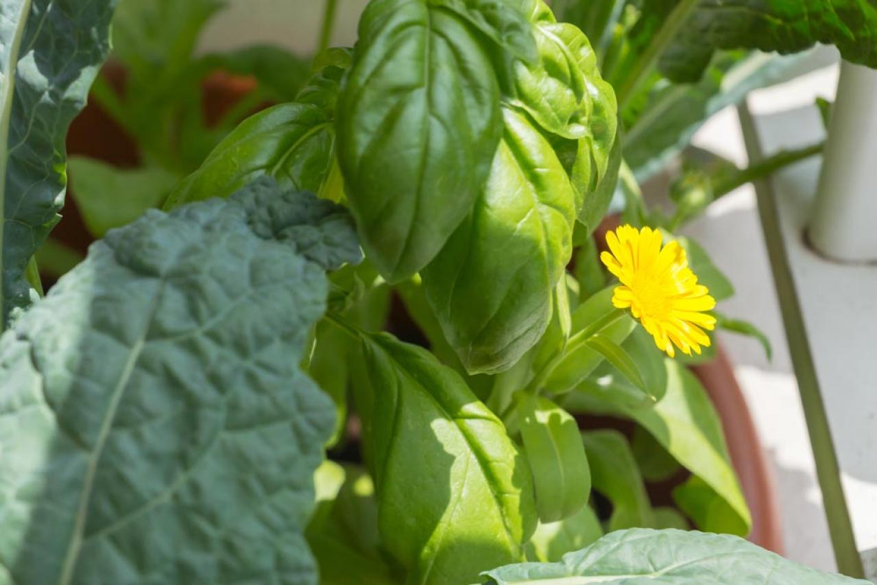 【ガーデニング】虫よけ効果も！一緒に育てて安心「コンパニオンプランツ」8選（画像13）