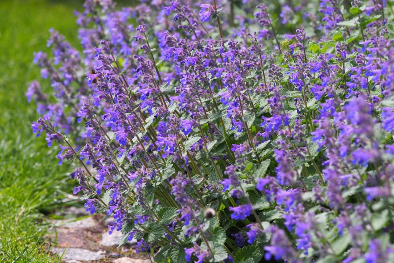 【ガーデニング】初心者でも育てやすい「コンパニオンプランツ」8選　植物の力で病害虫を防ごう！（画像6）