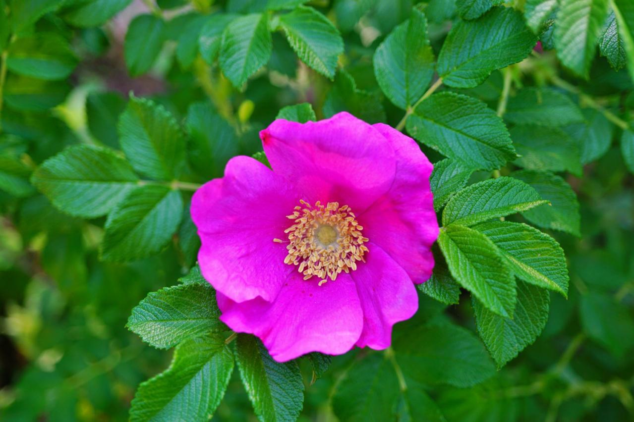 7月の誕生花と花言葉一覧【366日の誕生花と幸せの花言葉】（画像6）