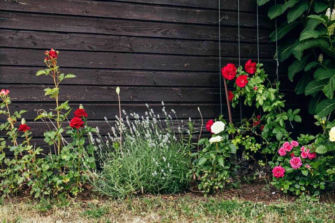 【ガーデニング】虫よけ効果も！一緒に育てて安心「コンパニオンプランツ」8選（画像11）